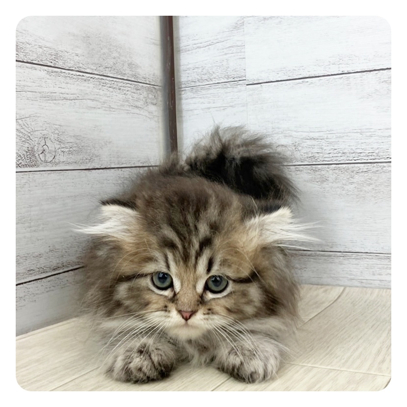 愛知県のスコティッシュフォールド (犬の家＆猫の里MEGAドン・キホーテ東海名和店/2025年6月17日生まれ/男の子/ブラウンタビー)の子猫の3枚目の画像