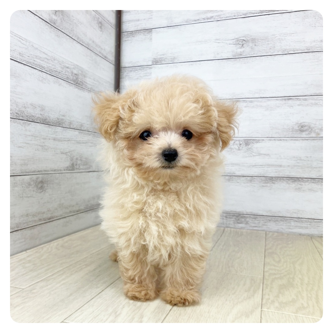 愛知県のマルプー(マルチーズ×プードル) (犬の家＆猫の里MiO香久山店/2025年5月31日生まれ/女の子/クリーム)の子犬の2枚目の画像