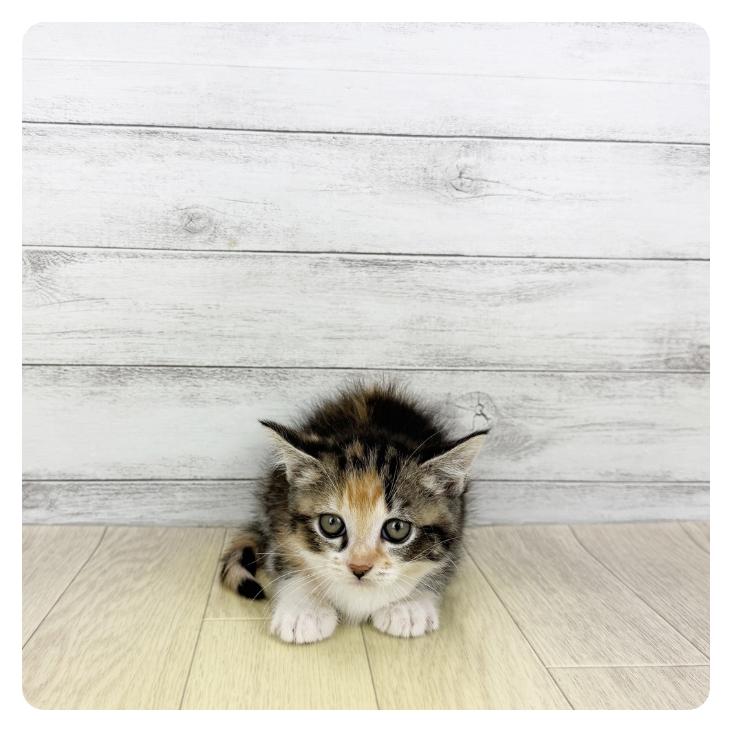 愛知県のマンチカン (犬の家＆猫の里アミーゴ神の倉店/2025年6月13日生まれ/女の子/トーティーホワイト)の子猫の2枚目の画像