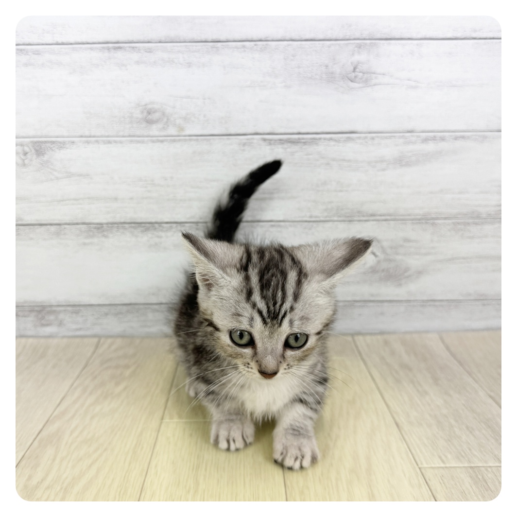 愛知県のマンチカン (犬の家＆猫の里一宮店/2025年6月13日生まれ/女の子/シルバータビー)の子猫の4枚目の画像