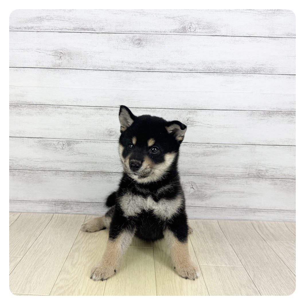 福井県の柴犬(標準サイズ) (犬の家＆猫の里アミーゴ福井店/2025年6月18日生まれ/女の子/黒)の子犬の2枚目の画像