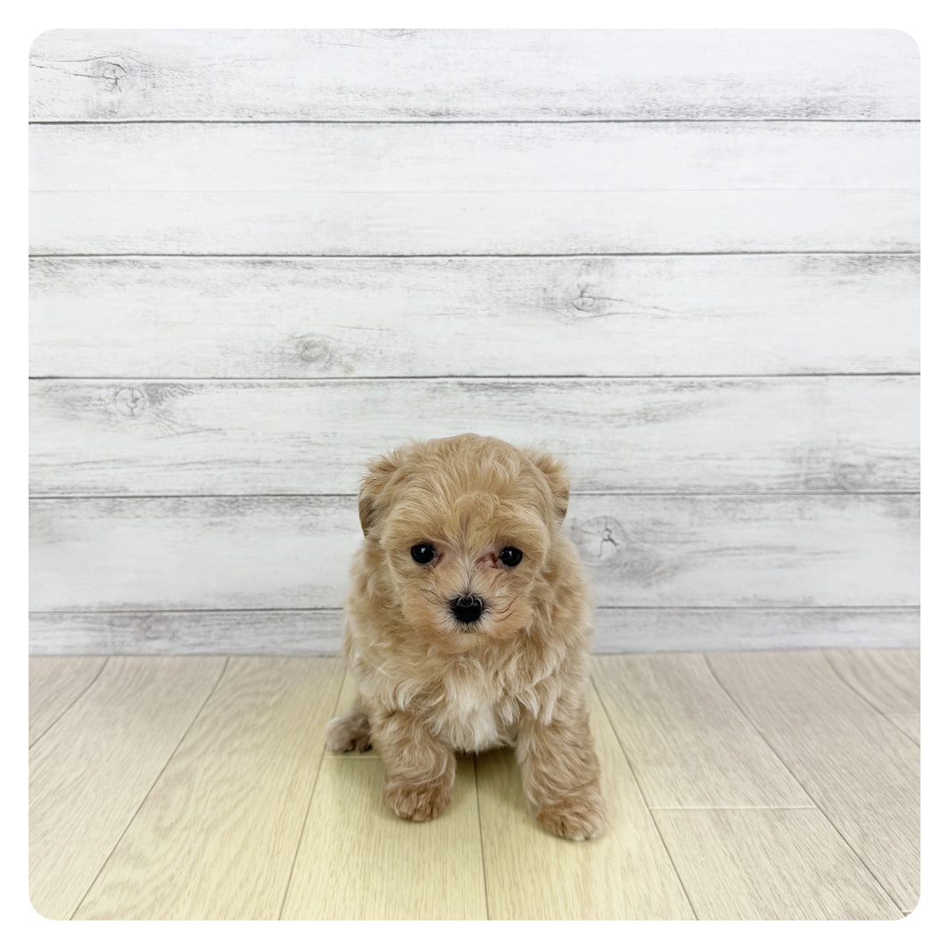 愛知県のマルプー(マルチーズ×プードル) (犬の家＆猫の里名古屋天白店/2025年6月17日生まれ/男の子/アプリコット)の子犬の3枚目の画像