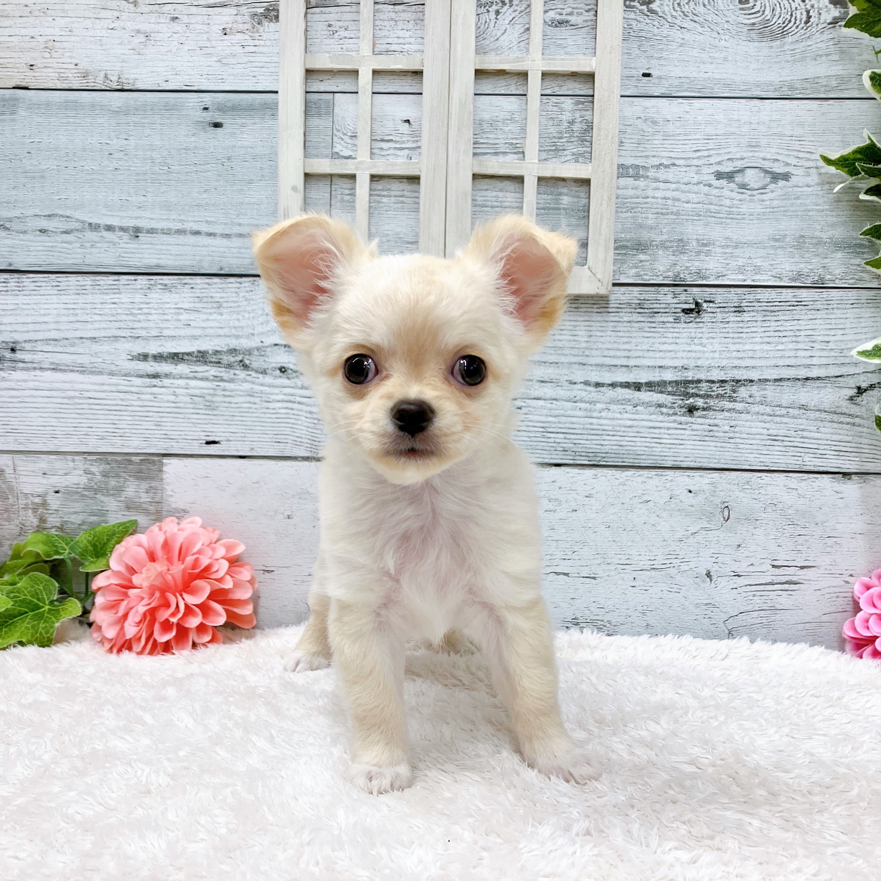石川県のチワワ(ロング) (犬の家＆猫の里アミーゴ金沢おこばた店/2025年6月17日生まれ/男の子/クリーム)の子犬の1枚目の画像