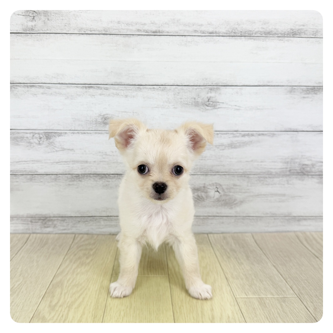 石川県のチワワ(ロング) (犬の家＆猫の里アミーゴ金沢おこばた店/2025年6月17日生まれ/男の子/クリーム)の子犬