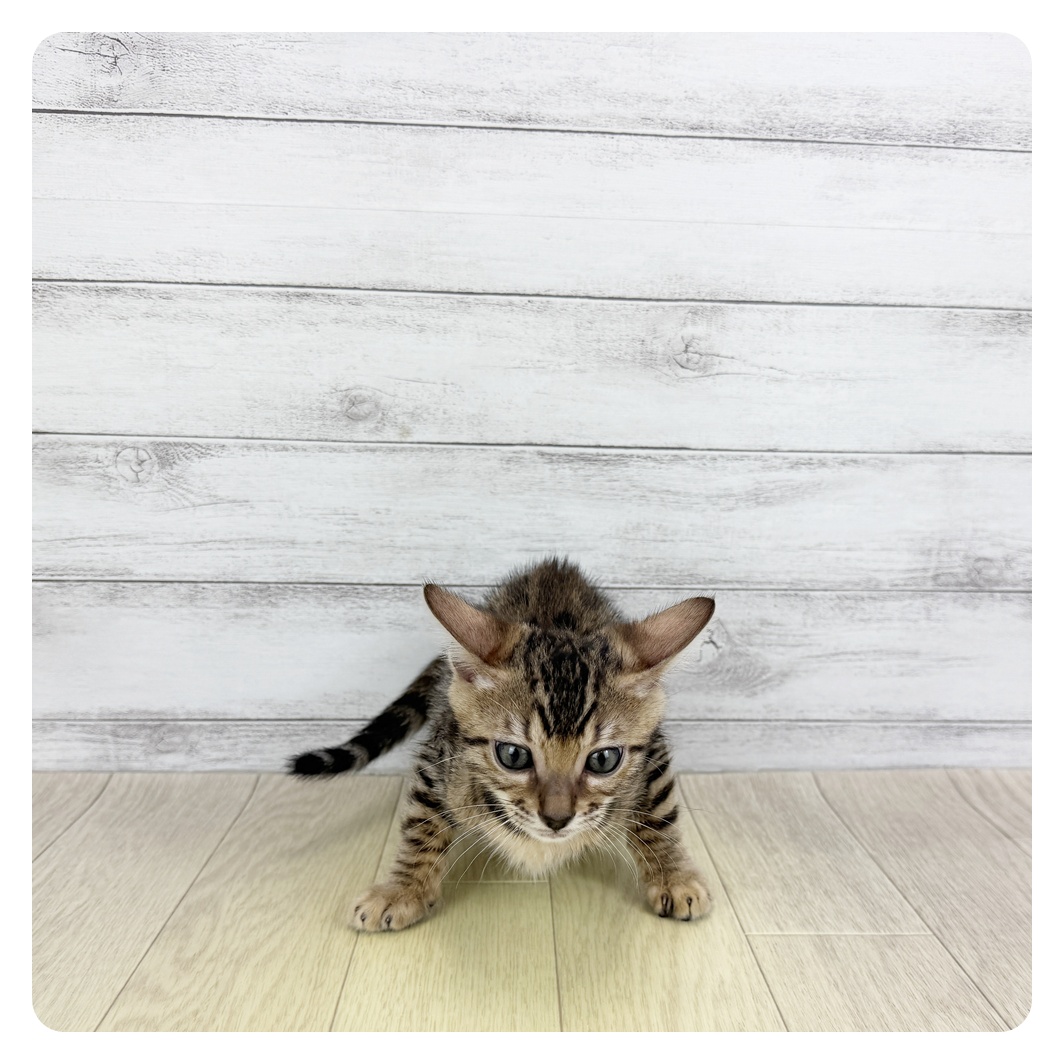 愛知県のベンガル (犬の家＆猫の里碧南店/2025年6月17日生まれ/男の子/ブラウンスポットタビー)の子猫