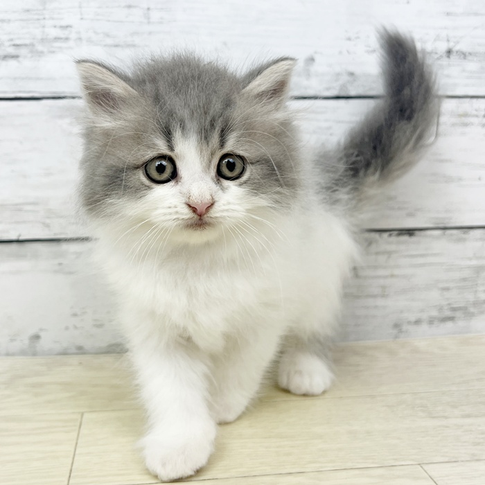 兵庫県のラガマフィン (犬の家＆猫の里川西店/2025年6月13日生まれ/女の子/ブルーマッカレルタビーホワイト)の子猫