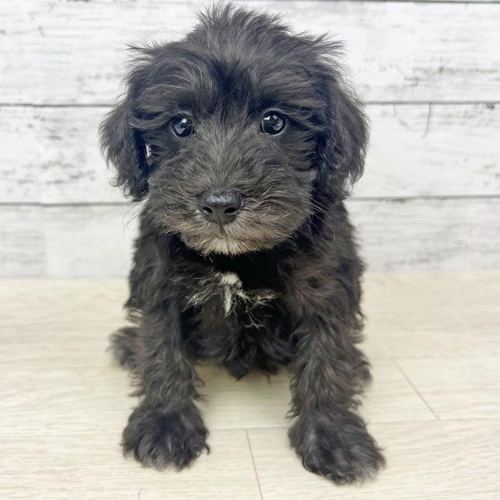 兵庫県のシュナプー(シュナウザー×プードル) (犬の家＆猫の里川西店/2025年6月19日生まれ/男の子/ブラック)の子犬