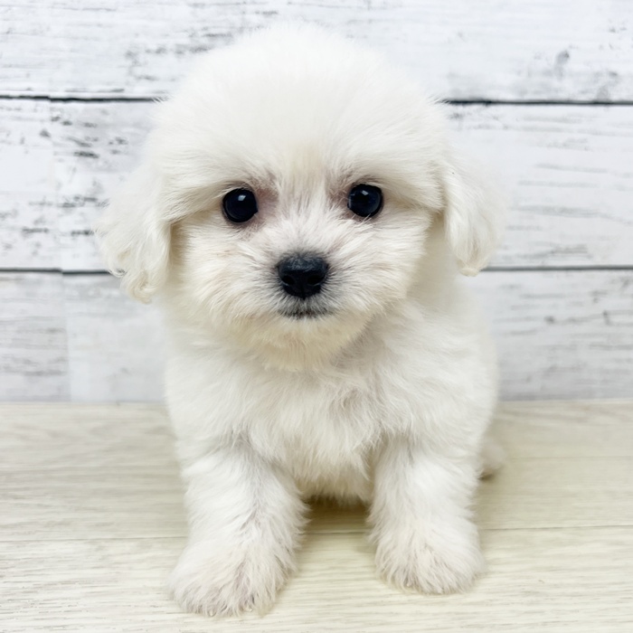 滋賀県のハーフ犬・ミックス犬 (犬の家＆猫の里近江八幡店/2025年6月19日生まれ/男の子/ホワイト)の子犬