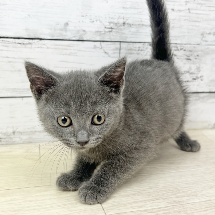 京都府のブリティッシュショートヘアー (犬の家＆猫の里京都精華店/2025年6月15日生まれ/男の子/ブルー)の子猫