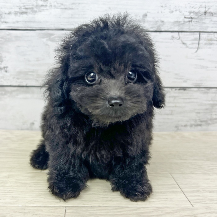 兵庫県のトイプードル(トイ) (犬の家＆猫の里川西店/2025年6月14日生まれ/男の子/ブラック)の子犬