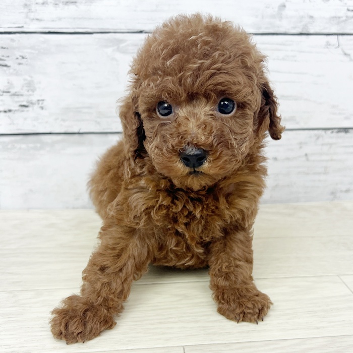 富山県のトイプードル(トイ) (犬の家＆猫の里富山店/2025年6月18日生まれ/男の子/レッドフォーン)の子犬