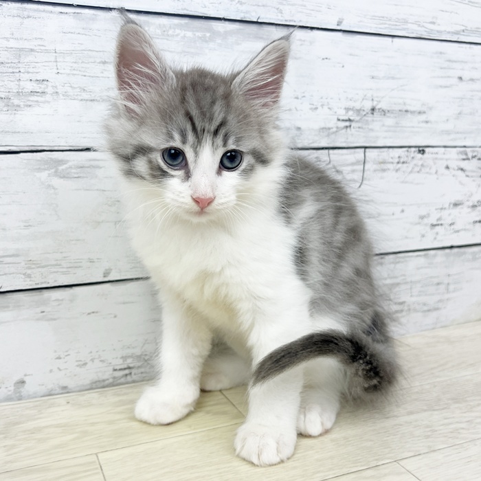 滋賀県のノルウェージャンフォレストキャット (犬の家＆猫の里近江八幡店/2025年6月18日生まれ/男の子/ブルータビーホワイト)の子猫