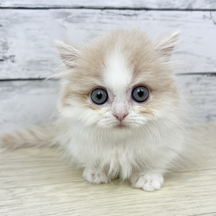 兵庫県のマンチカン (犬の家＆猫の里川西店/2025年6月19日生まれ/女の子/クリームホワイト)の子猫
