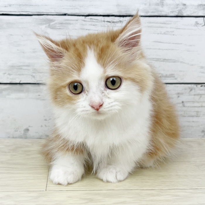 滋賀県のマンチカン (犬の家＆猫の里近江八幡店/2025年6月19日生まれ/女の子/レッドタビーホワイト)の子猫