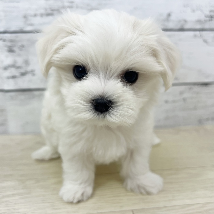 兵庫県のマルチーズ (犬の家＆猫の里川西店/2025年6月18日生まれ/女の子/ホワイト)の子犬