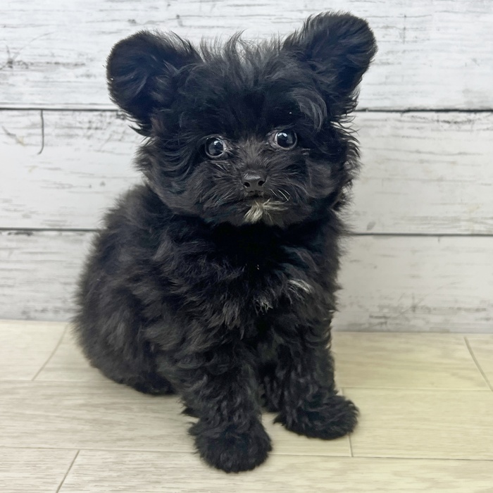 兵庫県のポメプー(ポメラニアン×プードル) (犬の家＆猫の里川西店/2025年6月18日生まれ/女の子/ブラック)の子犬