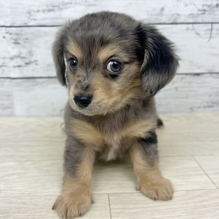 兵庫県のチワックス(チワワ×ダックス) (犬の家＆猫の里川西店/2025年6月17日生まれ/男の子/シルバーダップル)の子犬