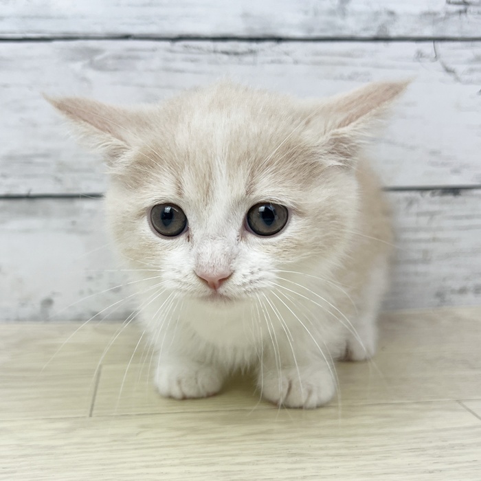 兵庫県のマンチカン (犬の家＆猫の里川西店/2025年6月18日生まれ/女の子/クリームタビーホワイト)の子猫
