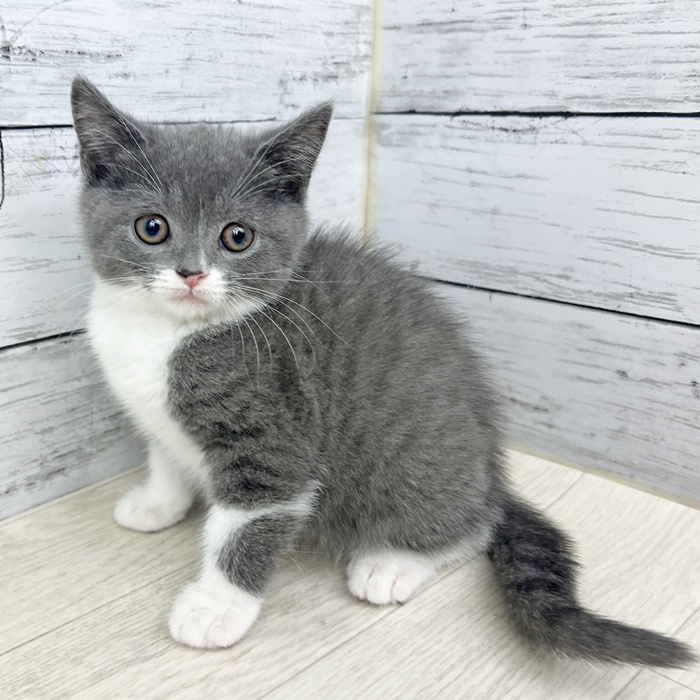 兵庫県のスコティッシュフォールド (犬の家＆猫の里川西店/2025年6月15日生まれ/女の子/ブルータビーホワイト)の子猫