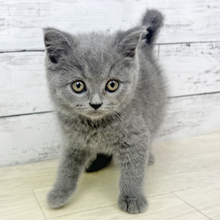 兵庫県のスコティッシュフォールド (犬の家＆猫の里川西店/2025年6月12日生まれ/男の子/ブルー)の子猫