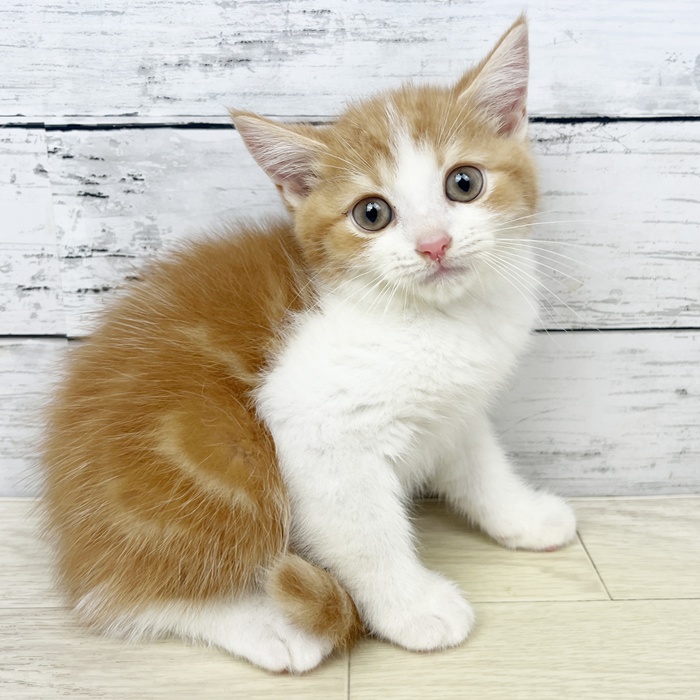 兵庫県のスコティッシュフォールド (犬の家＆猫の里川西店/2025年6月10日生まれ/男の子/レッドタビーホワイト)の子猫