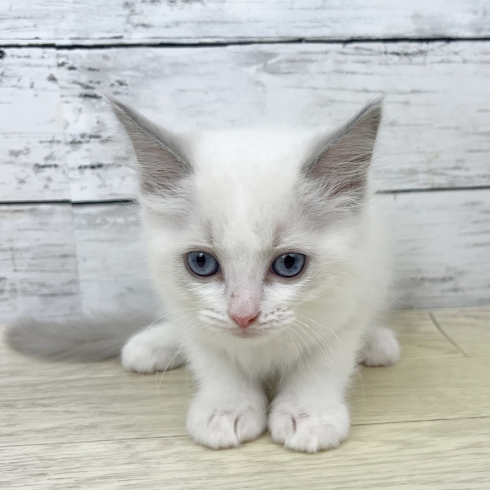 兵庫県のラグドール (犬の家＆猫の里ゆめタウン姫路店/2025年6月13日生まれ/男の子/ブルーポイントバイカラー)の子猫
