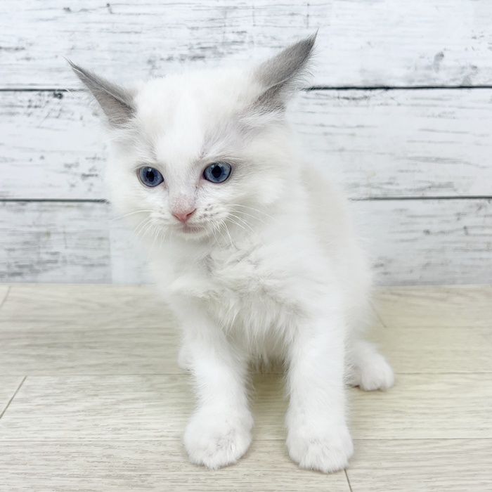 兵庫県のラグドール (犬の家＆猫の里川西店/2025年6月13日生まれ/男の子/ブルーポイントバイカラー)の子猫