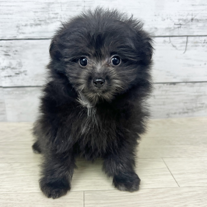 滋賀県のポメプー(ポメラニアン×プードル) (犬の家＆猫の里近江八幡店/2025年6月9日生まれ/女の子/ブラック)の子犬