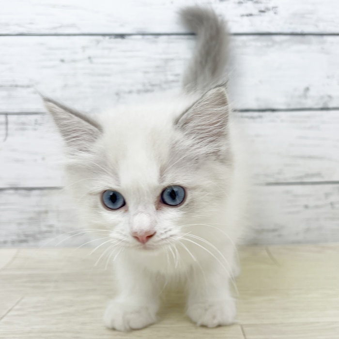 兵庫県のラグドール (犬の家＆猫の里川西店/2025年6月11日生まれ/男の子/ブルーポイントバイカラー)の子猫