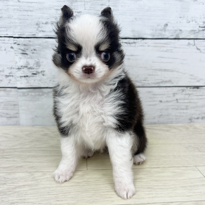 滋賀県のチワワ(ロング) (犬の家＆猫の里近江八幡店/2025年6月19日生まれ/男の子/チョコレートタンホワイト)の子犬