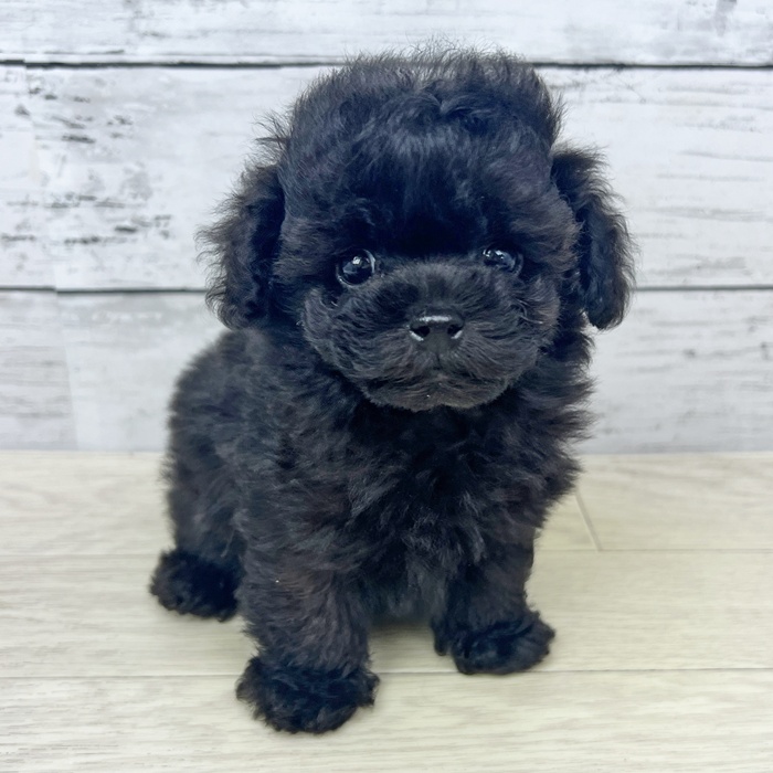 兵庫県のトイプードル(トイ) (犬の家＆猫の里川西店/2025年6月17日生まれ/男の子/ブラック)の子犬