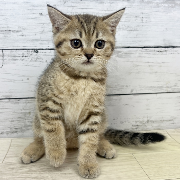 兵庫県のブリティッシュショートヘアー (犬の家＆猫の里カナート西神戸店/2025年6月15日生まれ/女の子/ブラウンタビー)の子猫