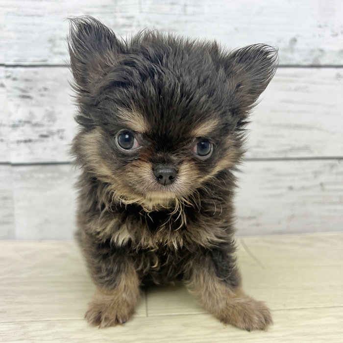 滋賀県のチワワ(ロング) (犬の家＆猫の里近江八幡店/2025年6月18日生まれ/男の子/ブルータン)の子犬