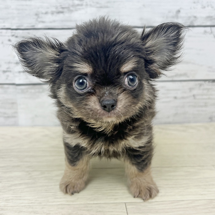 富山県のチワワ(ロング) (犬の家＆猫の里富山店/2025年6月18日生まれ/男の子/ブルータン)の子犬