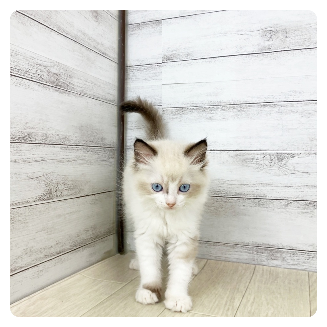 愛知県のラグドール (犬の家＆猫の里春日井本店/2025年6月21日生まれ/男の子/シールポイントバイカラー)の子猫