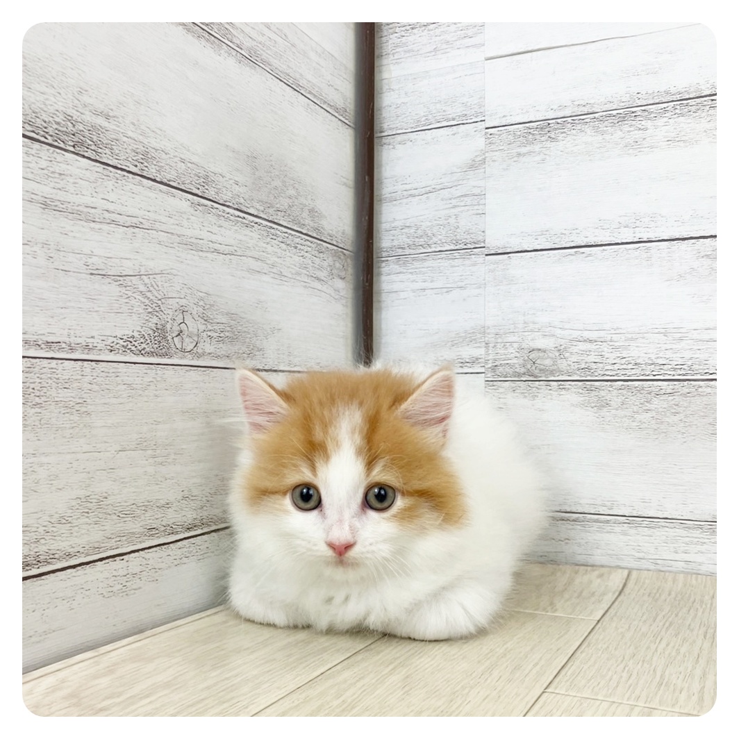 愛知県のマンチカン (犬の家＆猫の里春日井本店/2025年6月21日生まれ/男の子/レッドタビーホワイト)の子猫