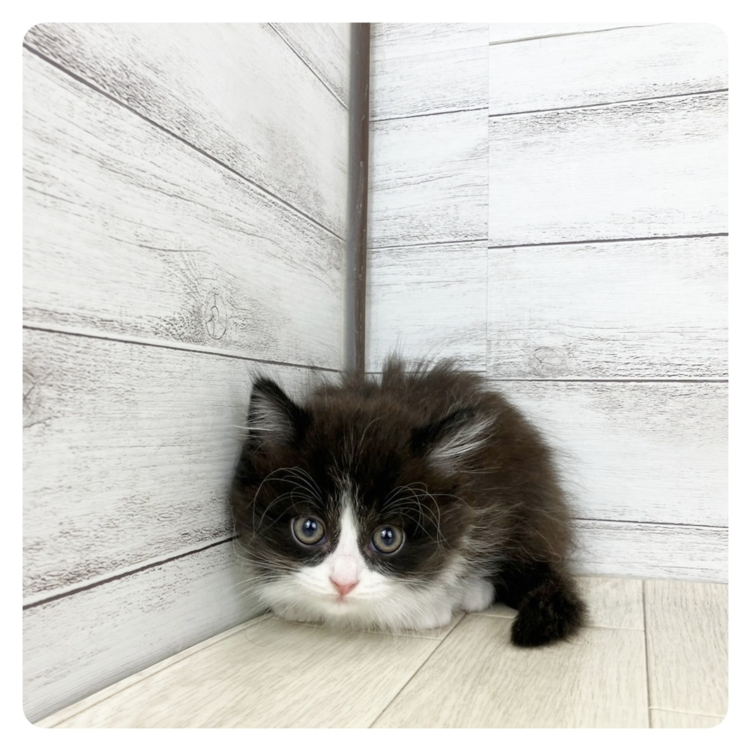 愛知県のマンチカン (犬の家＆猫の里春日井本店/2025年6月21日生まれ/男の子/ブラックホワイト)の子猫