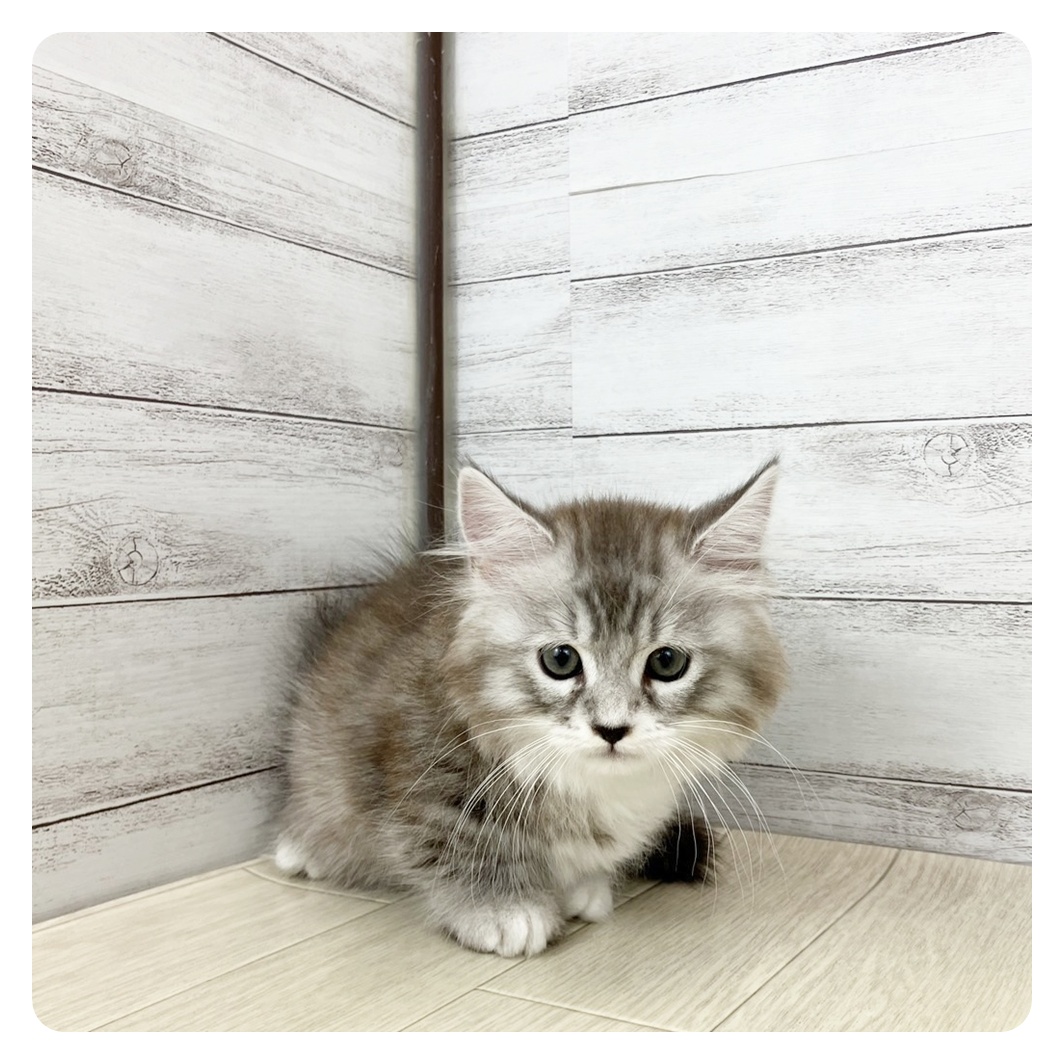 愛知県のマンチカン (犬の家＆猫の里春日井本店/2025年6月19日生まれ/男の子/シルバータビーホワイト)の子猫