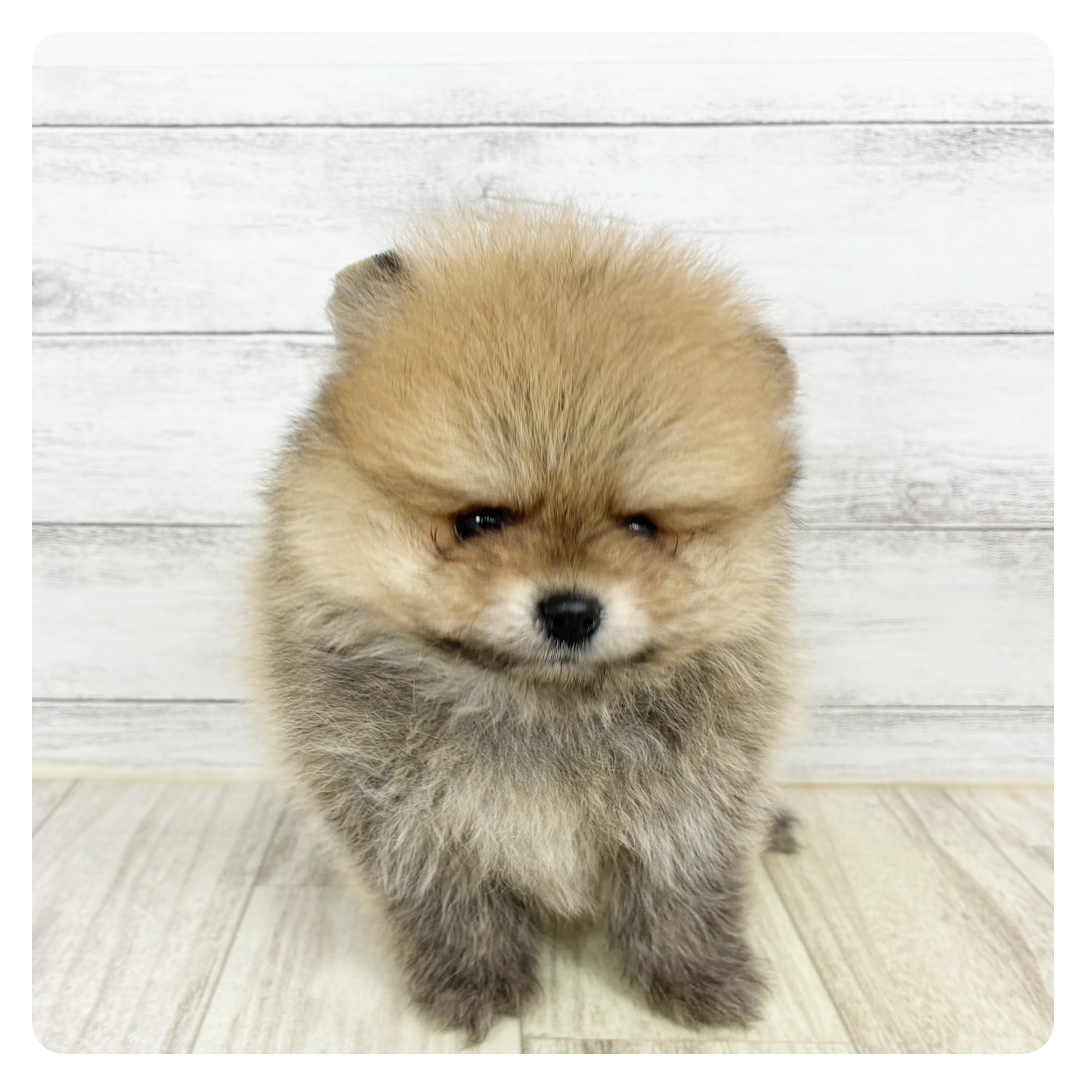 兵庫県のポメラニアン (犬の家＆猫の里川西店/2025年6月18日生まれ/男の子/オレンジ)の子犬