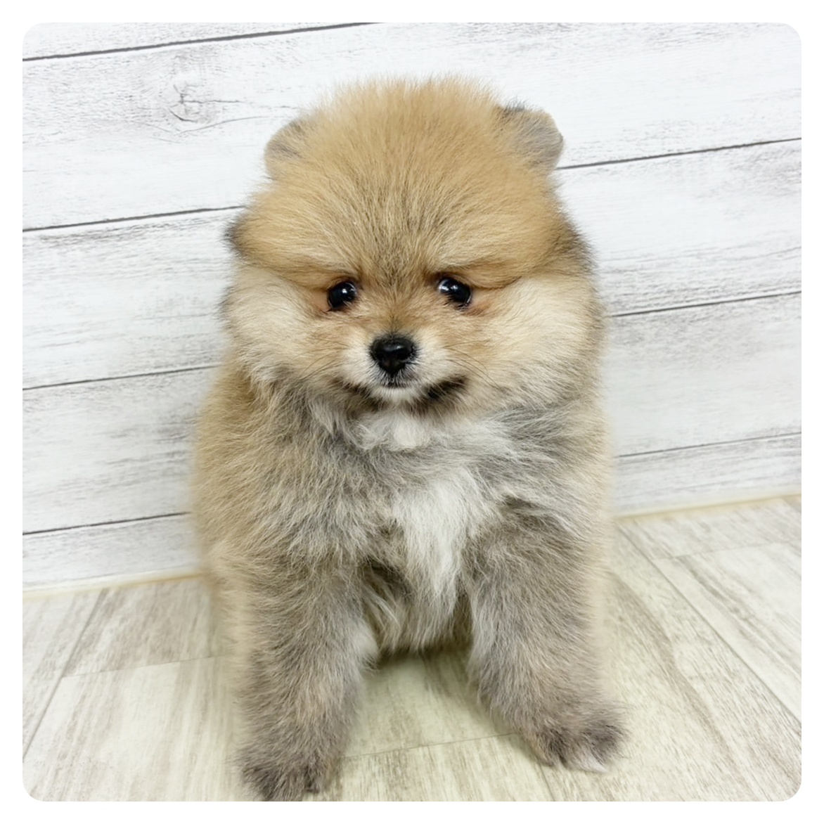 兵庫県のポメラニアン (犬の家＆猫の里川西店/2025年6月18日生まれ/女の子/オレンジ)の子犬