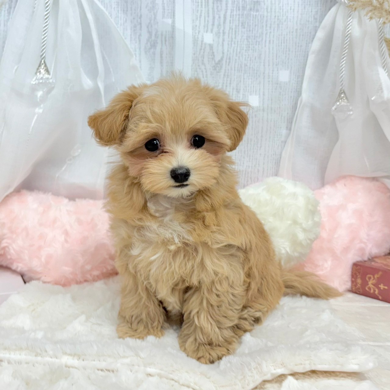 神奈川県のマルプー(マルチーズ×プードル) (犬の家＆猫の里相模原店/2025年6月16日生まれ/女の子/アプリコットホワイト)の子犬の1枚目の画像