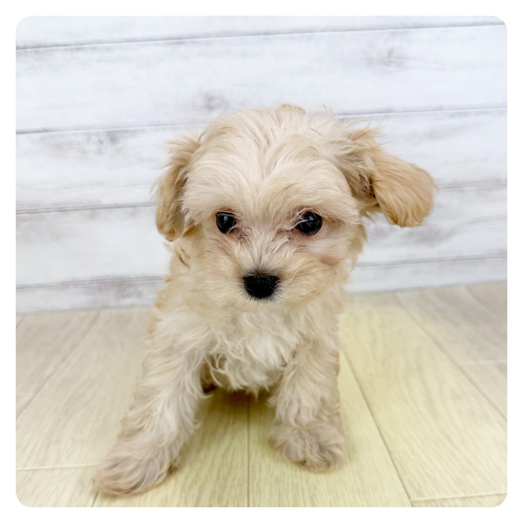 愛知県のマルプー(マルチーズ×プードル) (犬の家＆猫の里名古屋天白店/2025年6月22日生まれ/男の子/クリームホワイト)の子犬