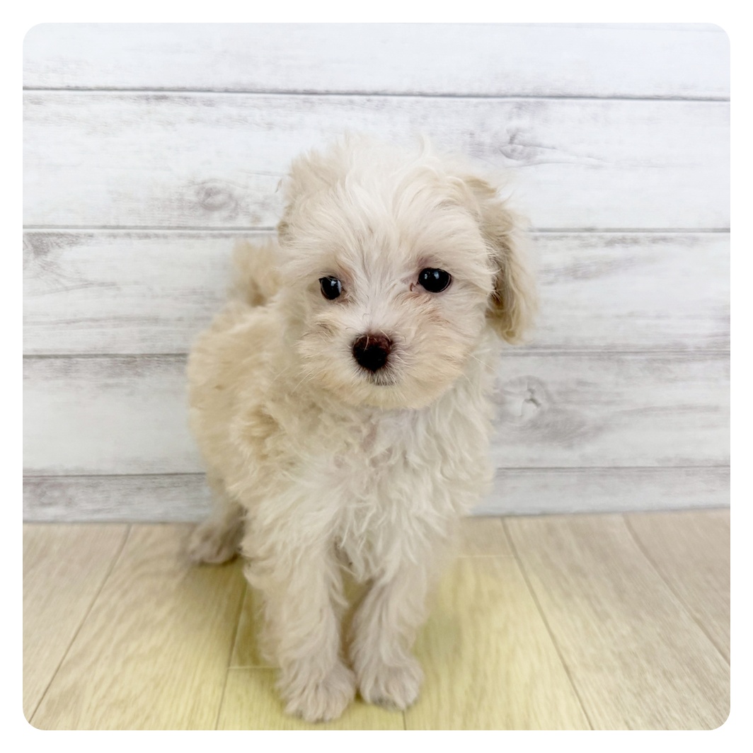 愛知県のマルプー(マルチーズ×プードル) (犬の家＆猫の里MiO香久山店/2025年6月22日生まれ/男の子/クリーム)の子犬
