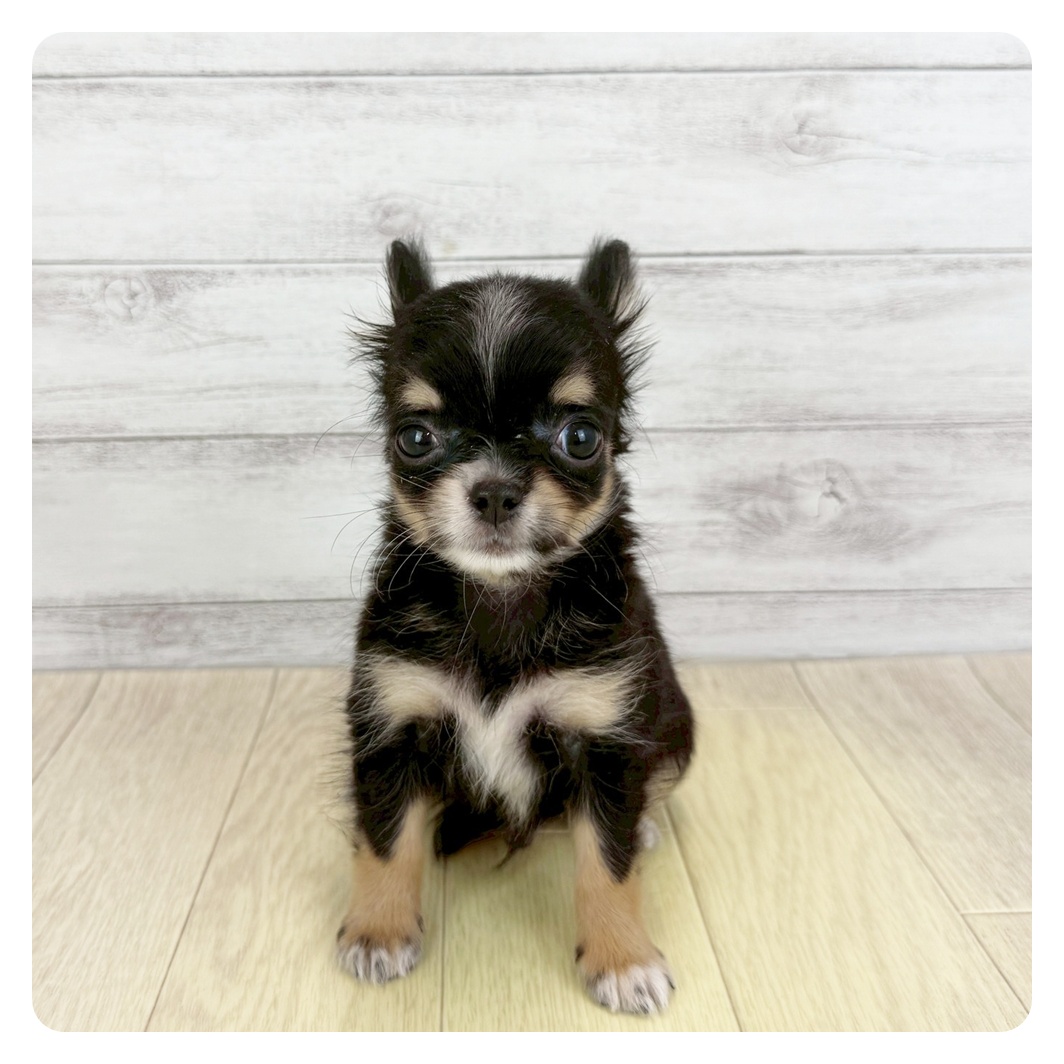 愛知県のチワワ(ロング) (犬の家＆猫の里春日井本店/2025年6月22日生まれ/男の子/ブラックタンホワイト)の子犬