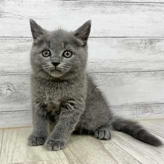 兵庫県のブリティッシュショートヘアー (犬の家＆猫の里川西店/2025年6月21日生まれ/男の子/ブルー)の子猫