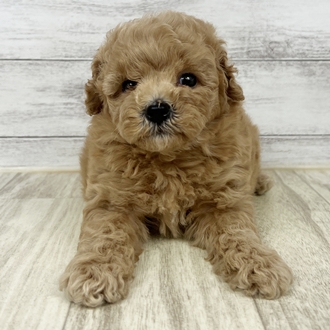 兵庫県のトイプードル(トイ) (犬の家＆猫の里川西店/2025年6月21日生まれ/男の子/アプリコット)の子犬