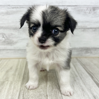 兵庫県のチワワ(ロング) (犬の家＆猫の里川西店/2025年6月21日生まれ/男の子/フォーンホワイト)の子犬