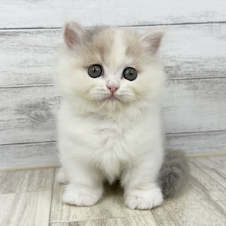 兵庫県のミヌエット (犬の家＆猫の里川西店/2025年6月21日生まれ/女の子/ブルーパッチドタビーホワイト)の子猫