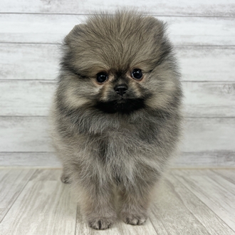 兵庫県のポメラニアン (犬の家＆猫の里川西店/2025年6月18日生まれ/男の子/クリームセーブル)の子犬