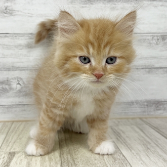 兵庫県のミヌエット (犬の家＆猫の里川西店/2025年6月22日生まれ/男の子/レッドタビーホワイト)の子猫